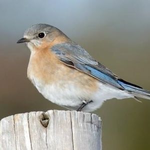 Meet your Posher, Carol